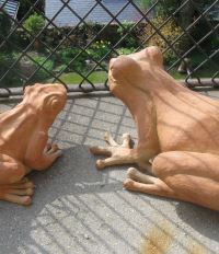 grenouilles