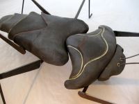 insecte noir, liserets beige et rouge, antennes