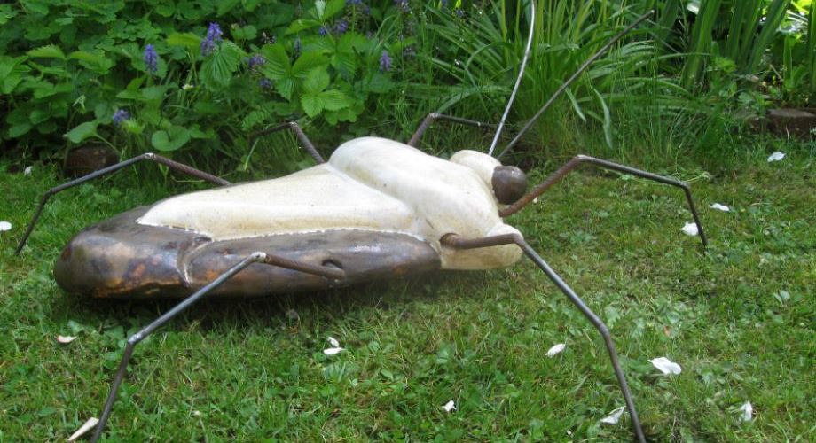 insecte blanc
