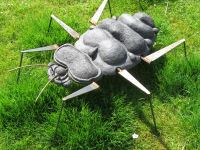 insecte noir