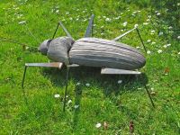 insecte noir avec antennes