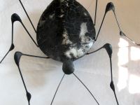 insecte avec grandes pattes