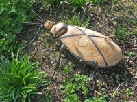 insecte ocre et traits noirs