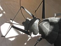 insecte noir avec antennes