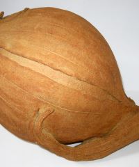 oignon orange
