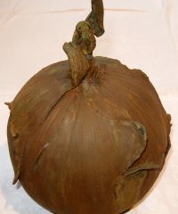 oignon marron