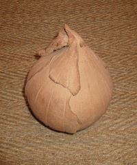 oignon orange